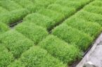 ابتکار جالب بانوی لنگرودی برای خزانه گیری برنج