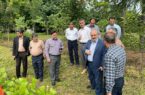 بازدید مدیرکل دفتر برنامه ریزی ،بودجه وهماهنگی طرحها سازمان منابع طبیعی وآبخیزداری از نهالستانها و طرحهای زراعت چوب استان گیلان