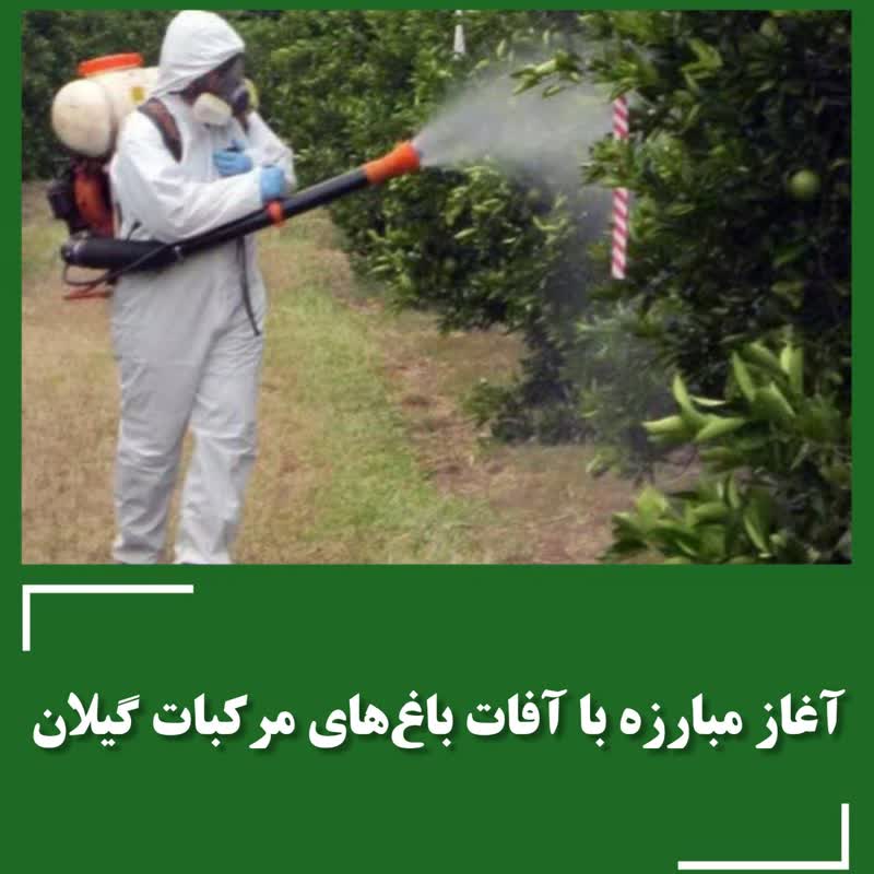 آغاز مبارزه با آفات باغ های مرکبات گیلان