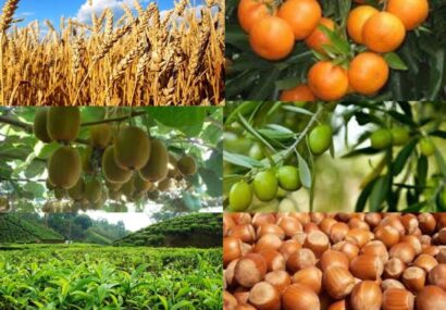 تمدید مهلت بیمه گندم و جو و محصولات باغی در گیلان تا ۱۵ بهمن