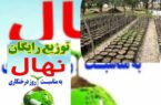 توزیع رایگان یک میلیون ودویست هزار نهال در بین مردم