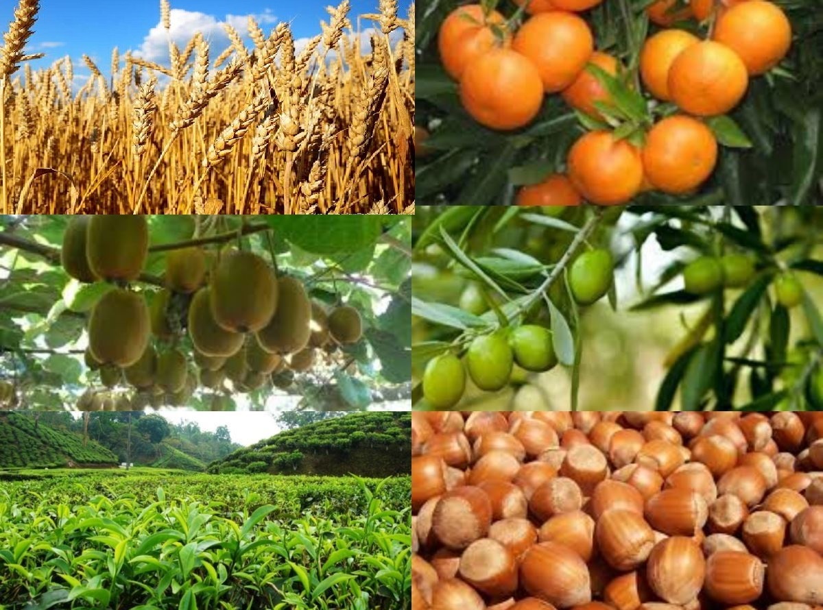 تمدید مهلت بیمه گندم و جو و محصولات باغی در گیلان تا ۱۵ بهمن